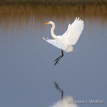 Egret Landing_36721.jpg - Great Egret (Ardea alba) photographed along the Gulf coast near Port Lavaca, Texas, USA.